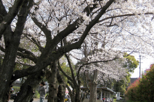 大橋キャンパス内の桜（平成27年4月芸工Webサイト掲載）